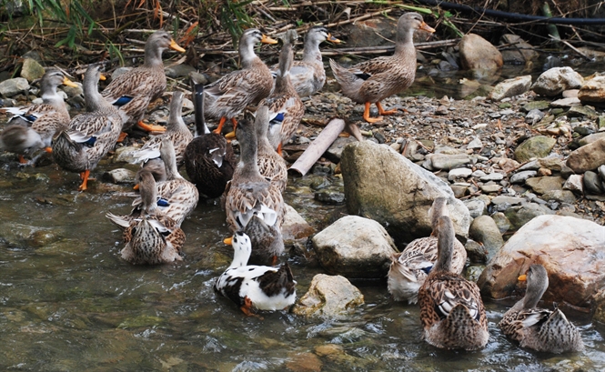 vịt Lâm Thượng