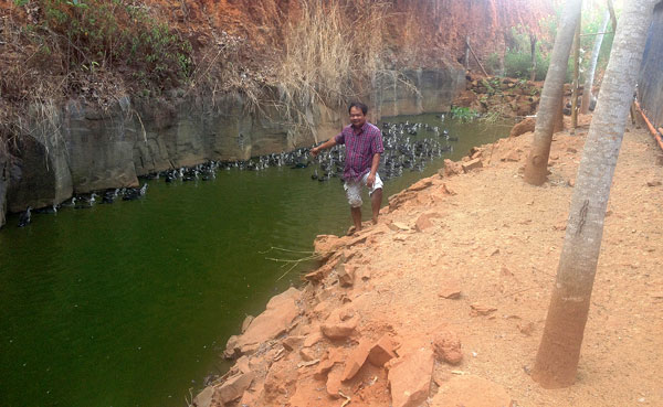 Vịt trời Thác Mơ