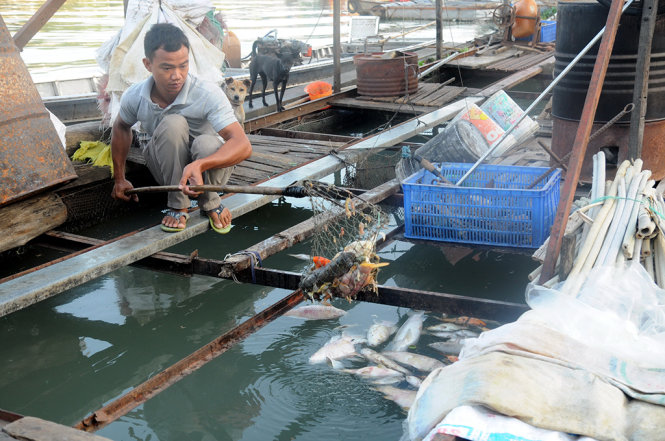 cá chết trắng