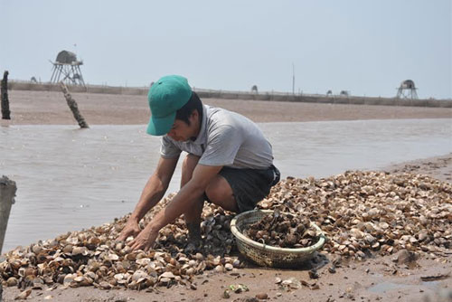 vớt ngao