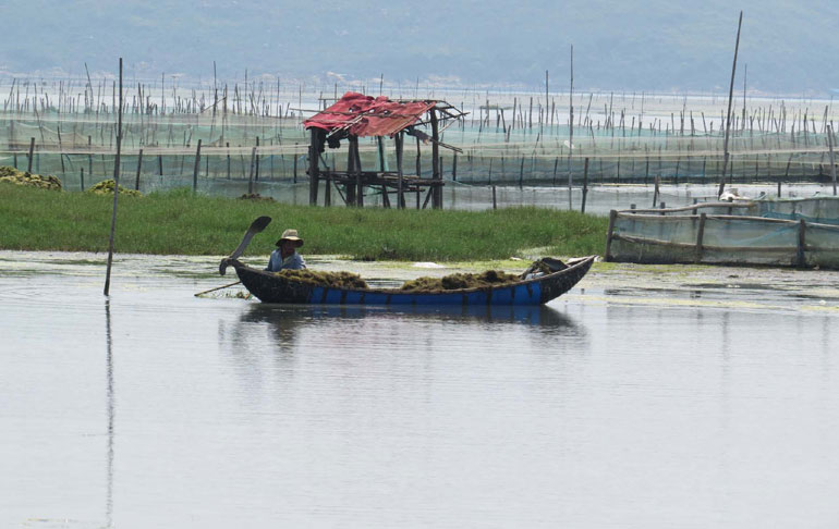 vớt rong giẻ