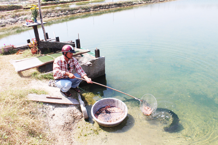 vớt tôm chết trong đìa