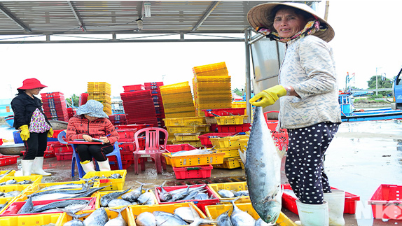 Ninh Thuận: Bước vào vụ khai thác cá bấc