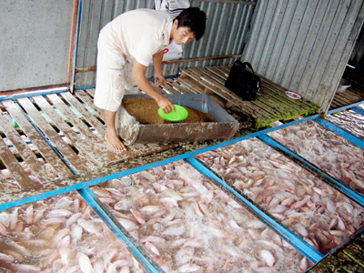 vụ cá điêu hồng