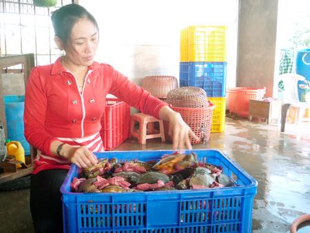 Chị Triều và nhiều chủ vựa cua khác bị lừa đảo