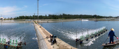 vung nuoi tom cp truong son