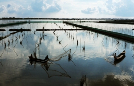 Vùng nuôi tôm càng xanh huyện Tam Nông