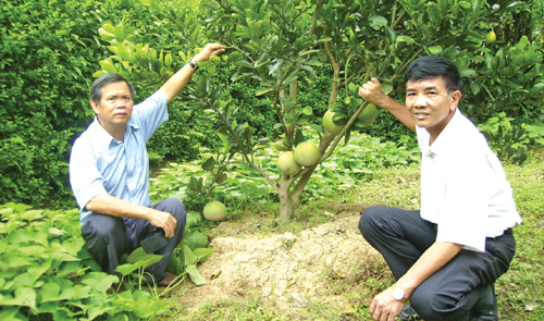 vườn cây có múi