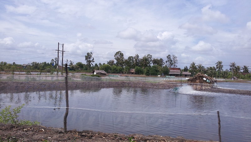 vuong tôm đầm dơi