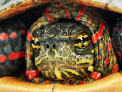 rùa, gien rùa chữa tim mạch