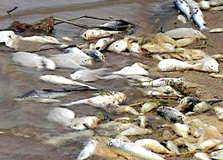 Việc xả thải vô tội vạ ra sông Trà Vinh đã hủy hoại nguồn nước và thủy sản. Ảnh minh họa