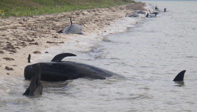 xác cá voi hoa tiêu