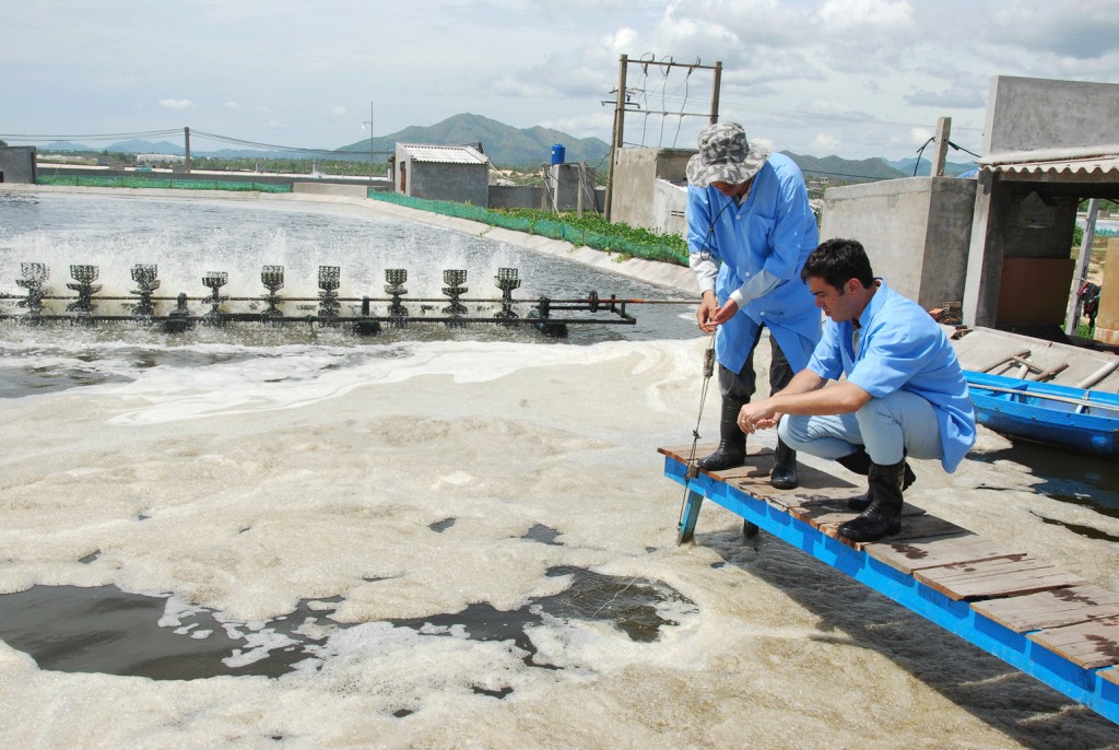 Giải quyết vấn đề trên tôm