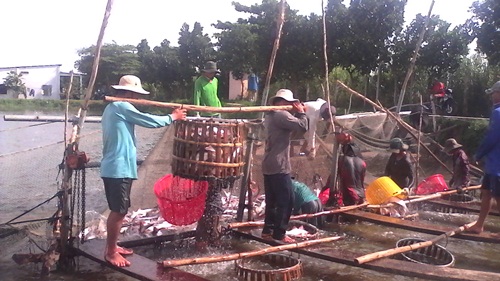 xuất khẩu cá tra