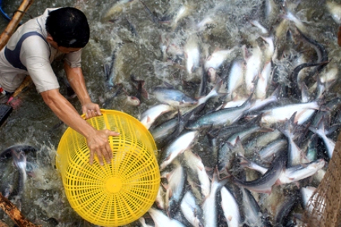 Giá cá tra cuối năm không tăng như mong đợi khiến nông dân thất vọng bỏ nghề. Ảnh Dân Việt