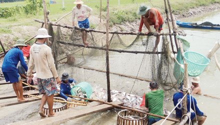 xuất khẩu cá tra