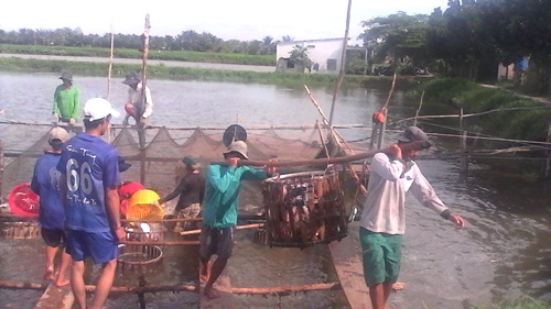 thu hoạch cá tra