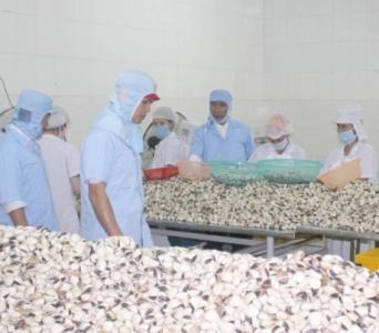 xuất khẩu nghêu