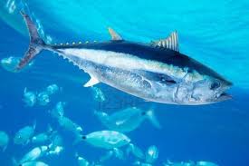 Thế giới thèm khát cá ngừ  tuna Nhật