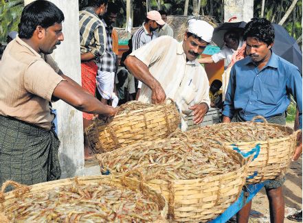 Ảnh minh hoạ (Nguồn: intraFish)