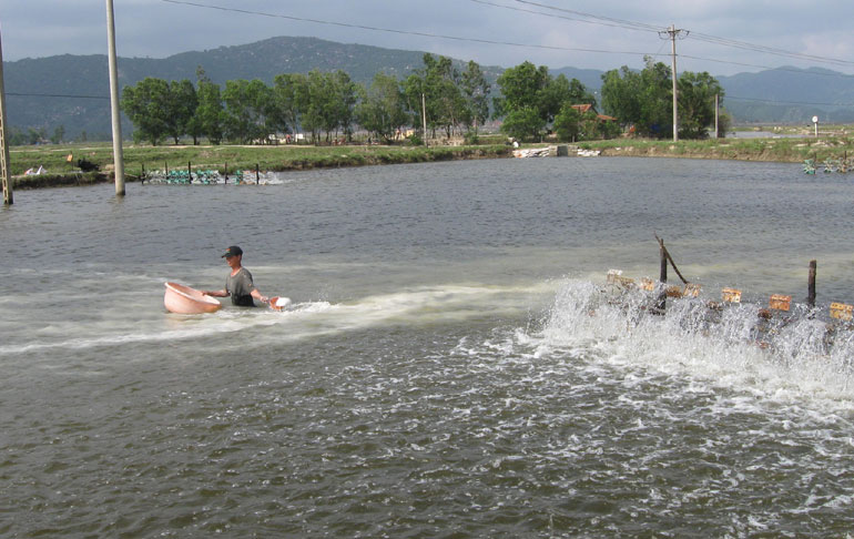 xử lý ao nuôi