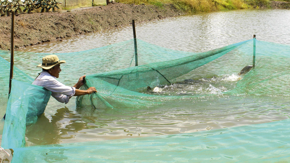 Nuôi nước trước nuôi tôm - giải pháp sinh học từ các loài cá