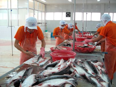 xuất khẩu ca tra