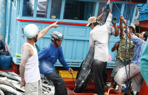 Nhiều yếu tố thuận lợi hỗ trợ xuất khẩu cá ngừ tăng trưởng đến hết năm 2012