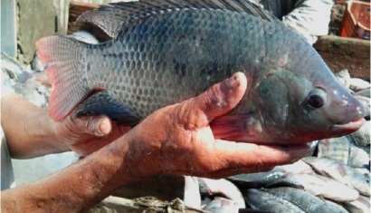 xuất khẩu cá rô phi