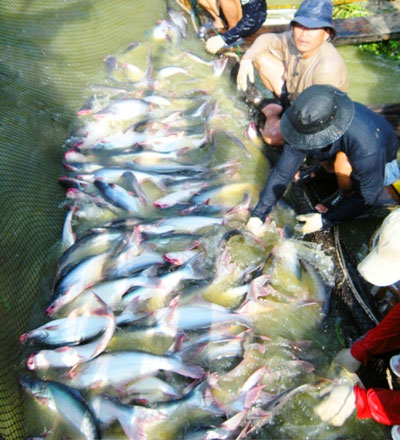 thu hoạch cá tra