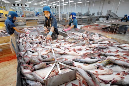 xuất khẩu cá tra
