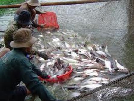 xuất khẩu cá tra