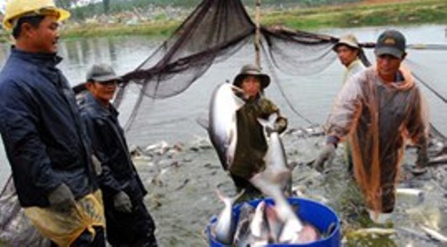 xuất khẩu cá tra