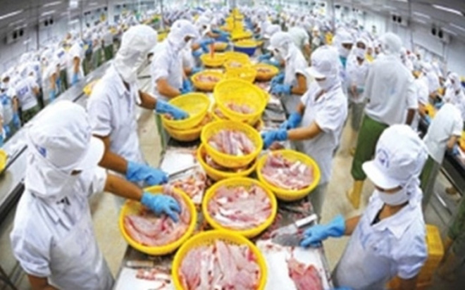 chế biến cá tra