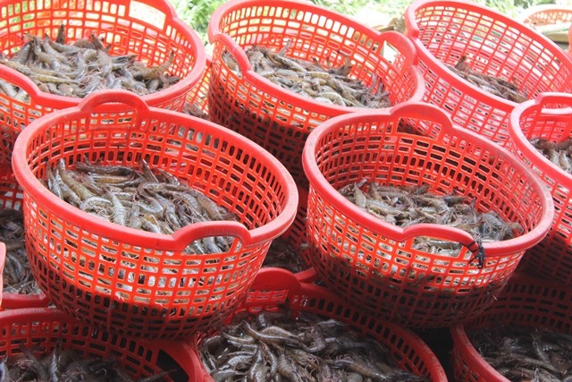 xuat khau thuy san phuc hoi