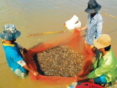xuất khẩu tôm tăng trưởng