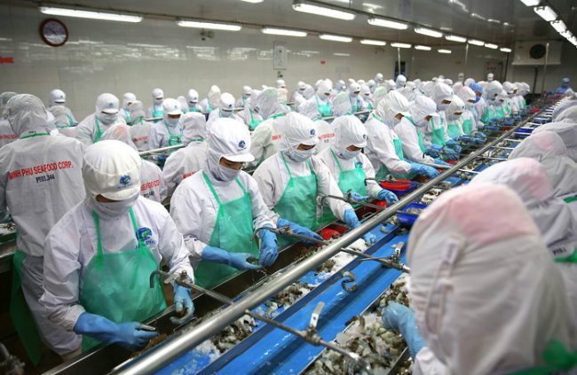 Australia: Nhập khẩu tôm chưa chín vẫn khiêm tốn