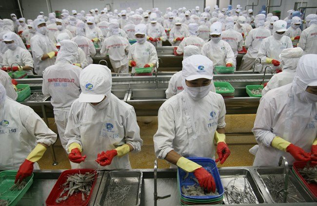 Tôm Việt Nam xuất khẩu chiếm 45% sản lượng tôm toàn cầu