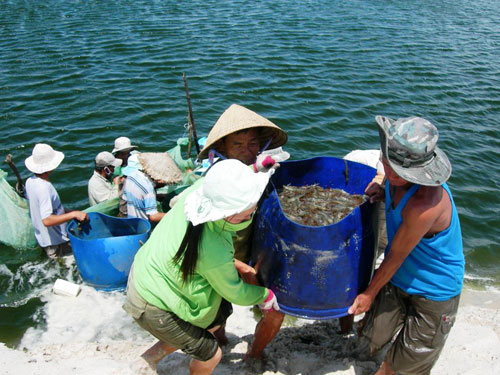 thu hoạch tôm thẻ chân trắng
