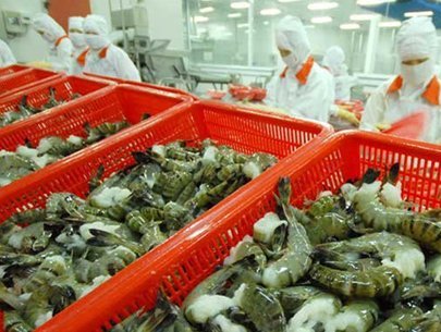chế biến tôm xuất khẩu