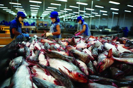 Xuất khẩu cá tra tăng mạnh sau thời gian ảm đạm