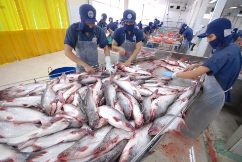 Giảm giá: Xuất khẩu cá tra mất cả tiền lẫn "tiếng"