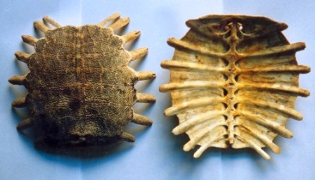 tác dụng của yếm rùa