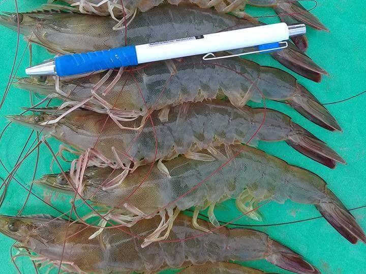 'Vua tôm' Minh Phú cảnh báo Việt Nam đang thừa tôm cỡ lớn