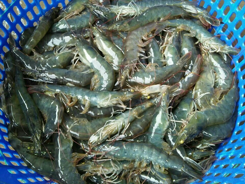 Nuôi quảng canh, mô hình nuôi tôm, nuôi kết hơp