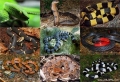 10 loài rắn đẹp nhưng nguy hiểm cư ngụ ở Việt Nam