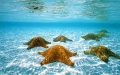 Liên hợp quốc kêu gọi phát triển bền vững đại dương