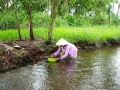 Cà Mau: Nhiều vùng nuôi tôm mất trắng vì thiếu nước