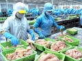 XK cá tra sang châu Âu gặp khó