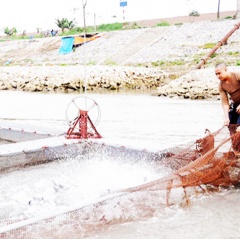 Hợp tác xã đi đầu trong chăn nuôi thủy sản VietGap